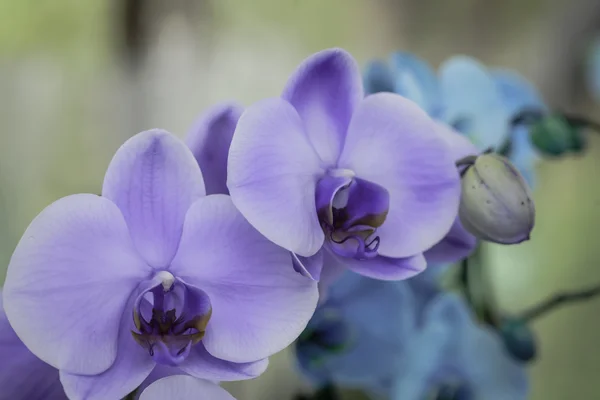 Квітка фіолетова орхідея — стокове фото