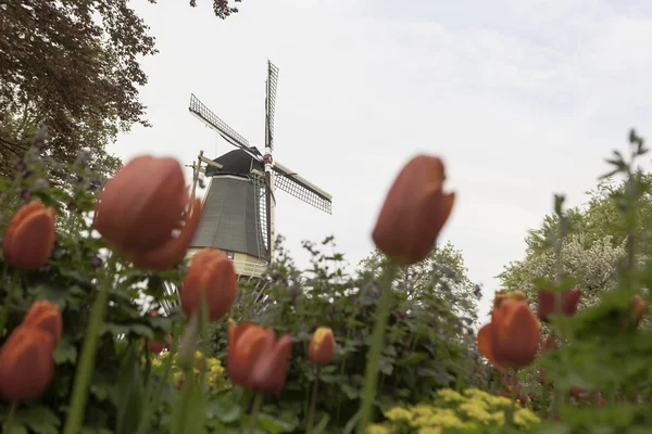 Molino de viento holandés sobre hileras de tulipanes, Holanda —  Fotos de Stock