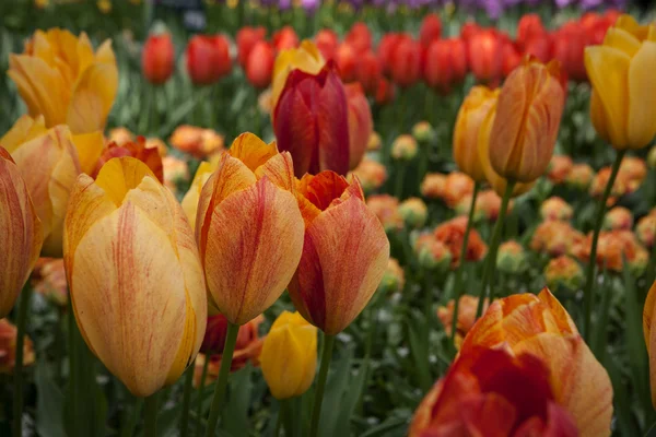 Piros tulipán virágok kert, szabadtéri park — Stock Fotó