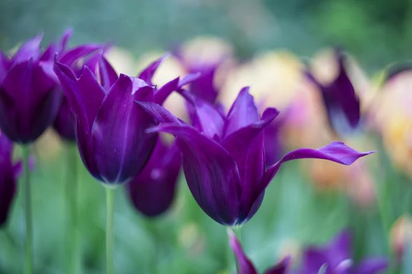 Tulipas violetas vivas, primavera, ao ar livre — Fotografia de Stock