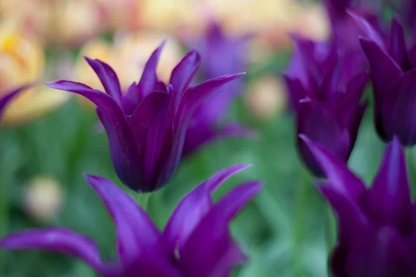 Vivid violet tulips, spring, outdoors — Stock Photo, Image