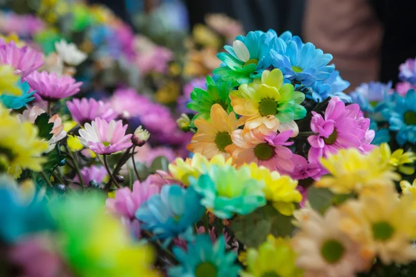 Schöne bunte Blumen — Stockfoto