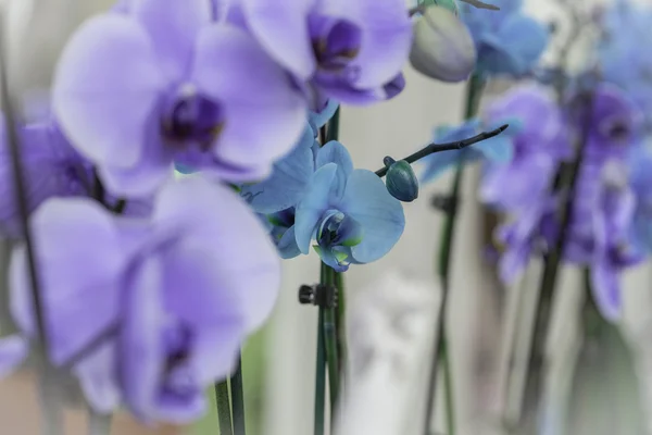 Квітка фіолетова орхідея — стокове фото
