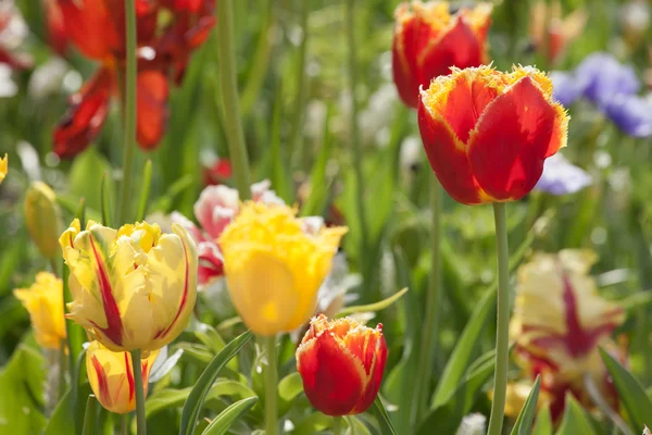 Красочные тюльпаны в парке. — стоковое фото