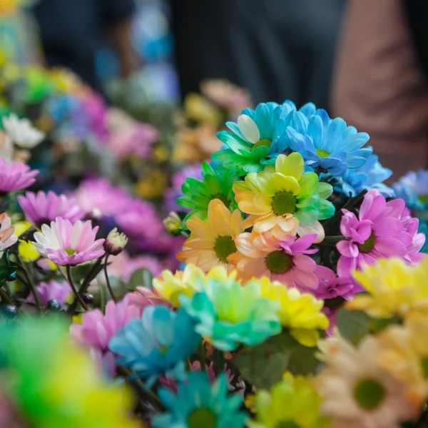 Schöne bunte Blumen — Stockfoto