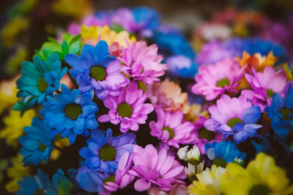 Hermosas flores coloridas —  Fotos de Stock