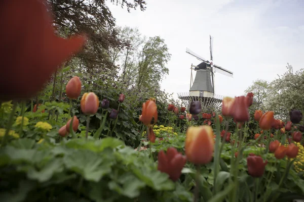 Molino de viento holandés sobre hileras de tulipanes, Holanda —  Fotos de Stock