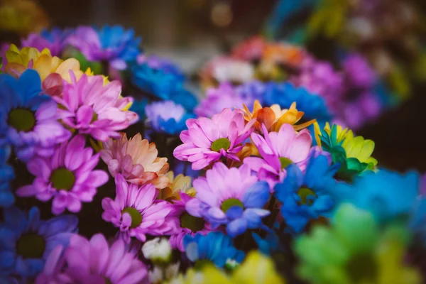 Beautiful colourful flowers — Stock Photo, Image