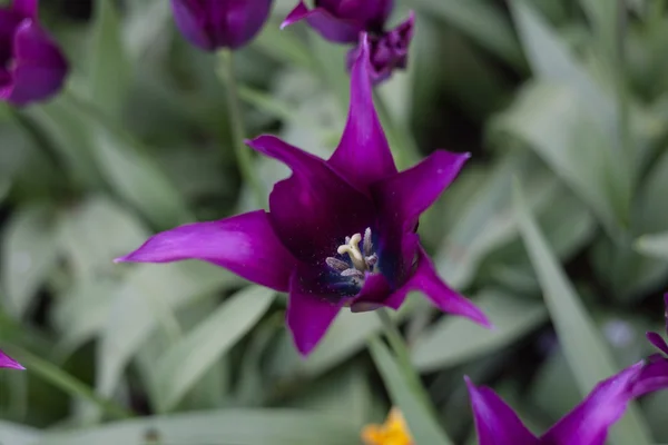 Tulipes violettes vives, printemps, extérieur — Photo