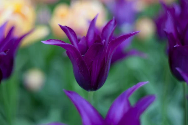 Tulipanes violetas vivos, primavera, al aire libre — Foto de Stock