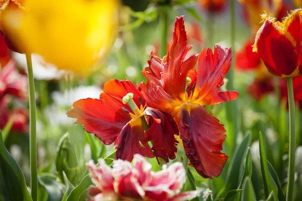 Красный тюльпан цветы в саду, открытый парк — стоковое фото