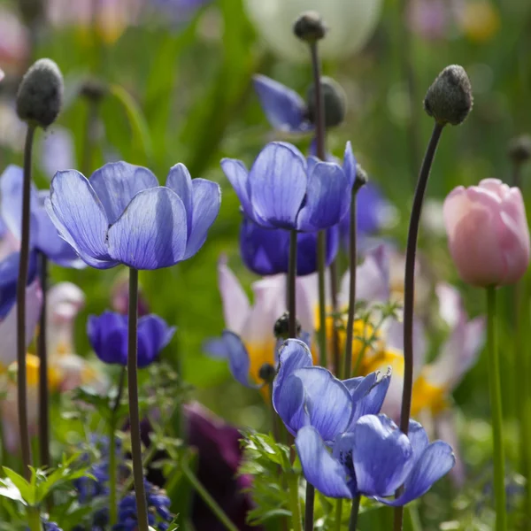 Floraison de fleurs sauvages sur la prairie au printemps — Photo