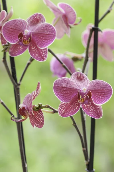 Gyönyörű lila orchidea - Phalaenopsis — Stock Fotó