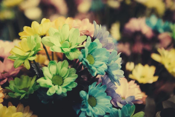 美丽五颜六色的花 — 图库照片