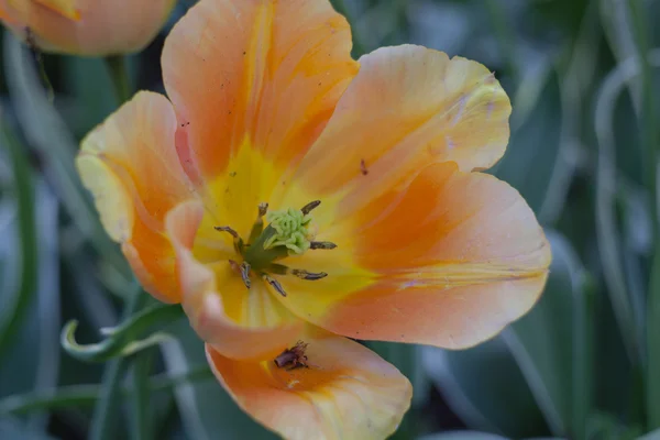 Feld orangefarbener Tulpen — Stockfoto