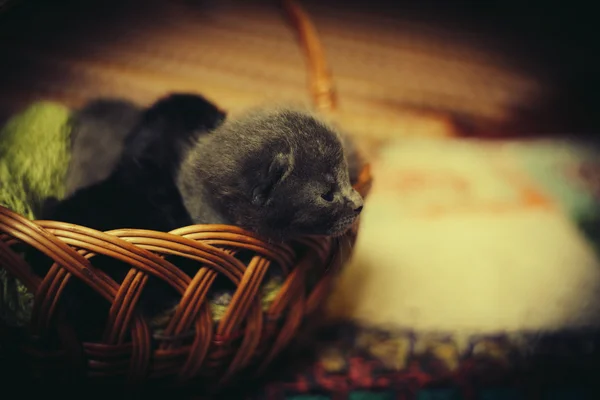 Gatos dormindo no cesto — Fotografia de Stock