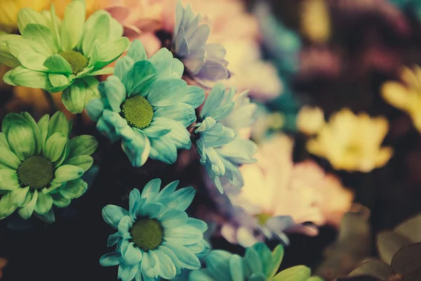 美丽五颜六色的花 — 图库照片
