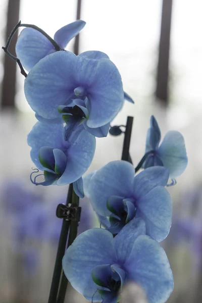Schöne blaue Orchideen — Stockfoto