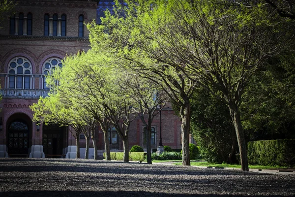 Stromy v blízkosti univerzity chernivtsa — Stock fotografie