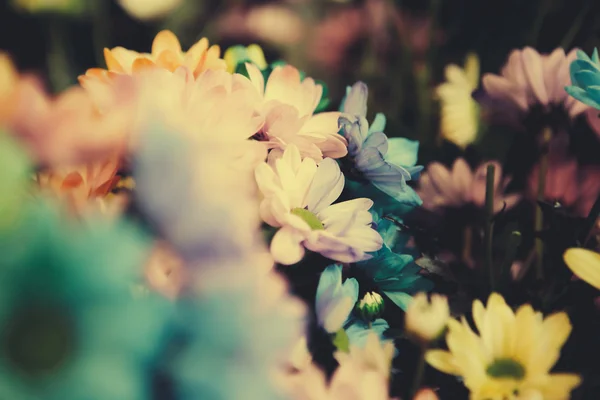 Όμορφη πολύχρωμα λουλούδια — Φωτογραφία Αρχείου