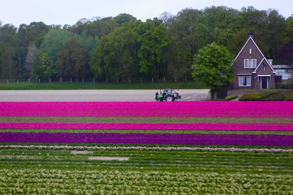 Tulpan område tas i Holland — Stockfoto