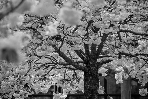 開花ツリーと咲く庭の花にオランダ ・ キューケンホフ オランダ, — ストック写真