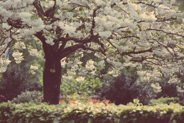 Цветущее дерево и цветущие цветы в голландском саду Keukenhof, Голландия , — стоковое фото