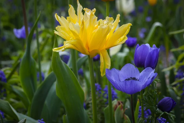 Kleurrijke tulpen in het park. — Stockfoto