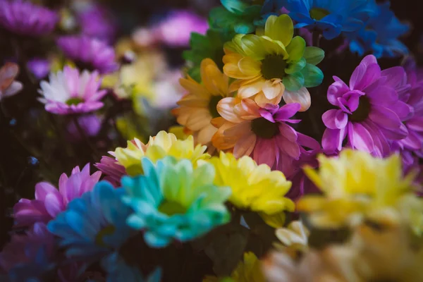 Lindas flores coloridas — Fotografia de Stock