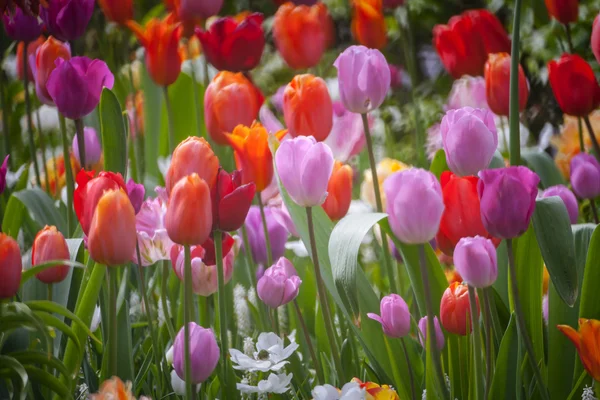 Színes tulipánok a parkban. — Stock Fotó