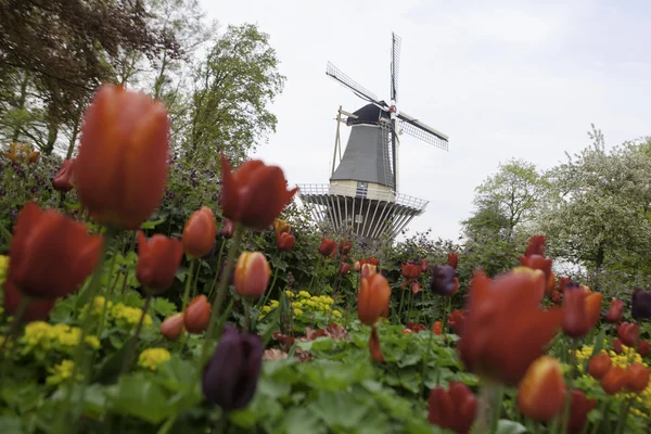 Molino de viento holandés sobre hileras de tulipanes, Holanda —  Fotos de Stock