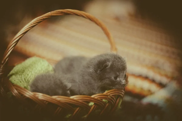 Gatos durmiendo en la cesta — Foto de Stock