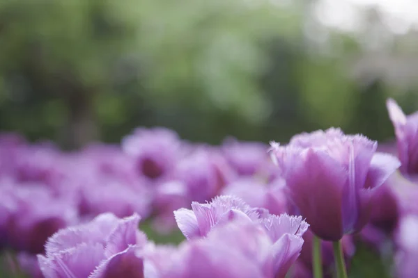 Pink tulips in the garden — Stock Photo, Image