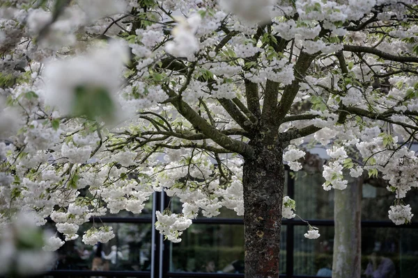 Yeni gelişen ağaç ve çiçek açan çiçekler Hollandalı Bahçe 'keukenhof', Hollanda, — Stok fotoğraf