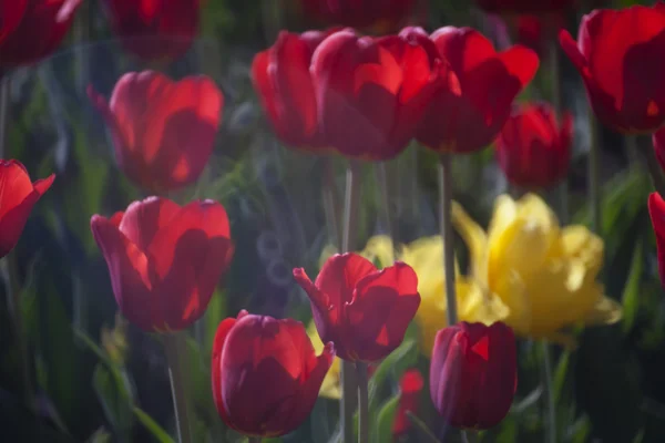 Hermosos tulipanes rosados. Fondo de primavera — Foto de Stock