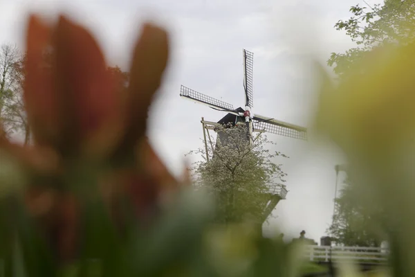 Molino de viento holandés sobre hileras de tulipanes, Holanda —  Fotos de Stock