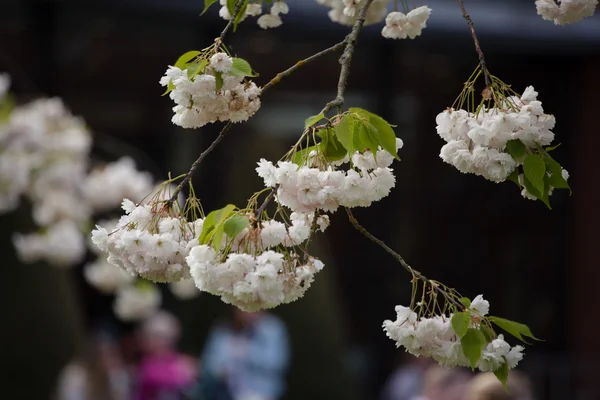 Sakura. Kiraz çiçeği bahar — Stok fotoğraf