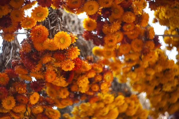 Droge chrysant — Stockfoto