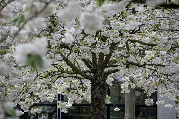 Árvore florescente e flores florescendo no jardim holandês 'Keukenhof', Holanda , — Fotografia de Stock