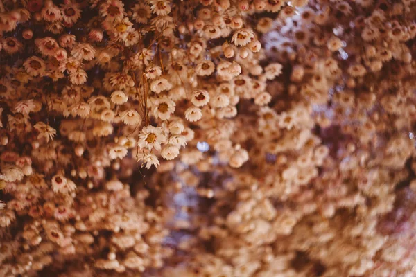 Crisantemo seco —  Fotos de Stock