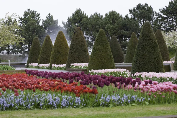 Farverig forårsplæne med sorte og lyserøde tulipaner i haven Keukenhof, Holland - Stock-foto