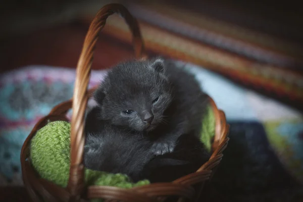 Gatos durmiendo en la cesta — Foto de Stock