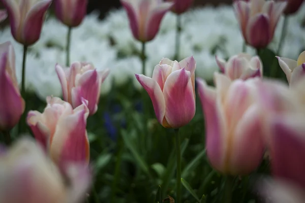 Tulipanes rosados — Foto de Stock