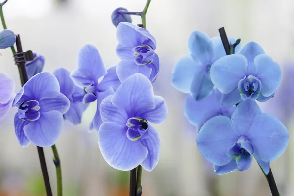Красиві орхідеї синій — стокове фото