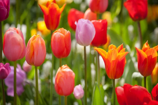 Colorful tulips in the park. — Stock Photo, Image