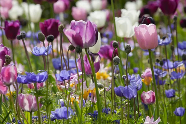 Kleurrijke tulpen in het park. — Stockfoto