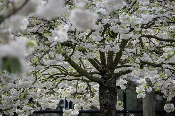 Albero fiorito e fiori fioriti nel giardino olandese 'Keukenhof', Olanda — Foto Stock