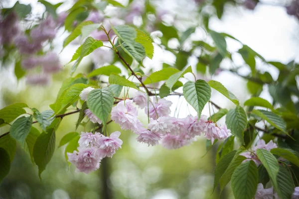 Sakura. Cherry Blossom på våren. Vackra rosa blommor — Stockfoto