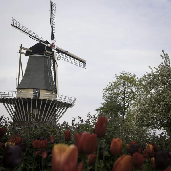 Molino de viento holandés sobre hileras de tulipanes, Holanda —  Fotos de Stock