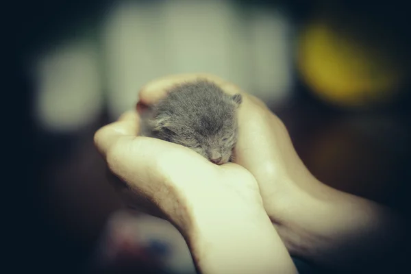 Очень маленький котенок в женских руках . — стоковое фото